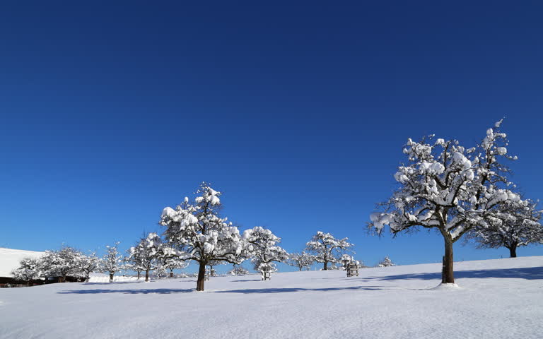 蓝天雪山上被白雪覆盖的树木