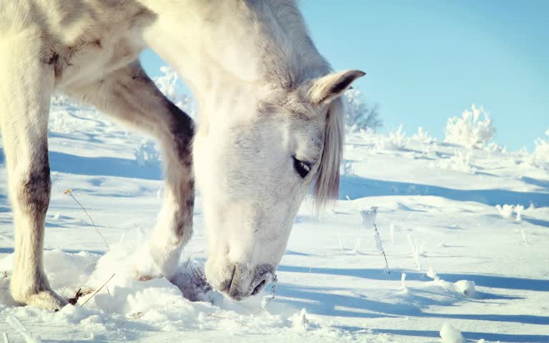 有一匹白马,正站在雪地里